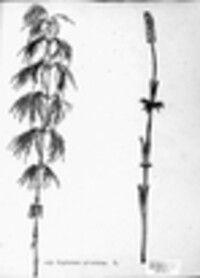 Equisetum sylvaticum image